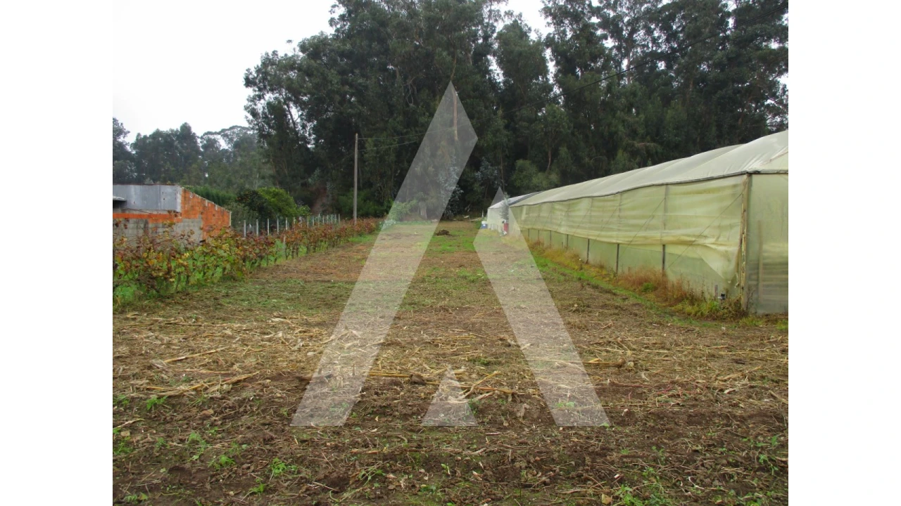 Terreno para Venda em Fermentelos Foto 2