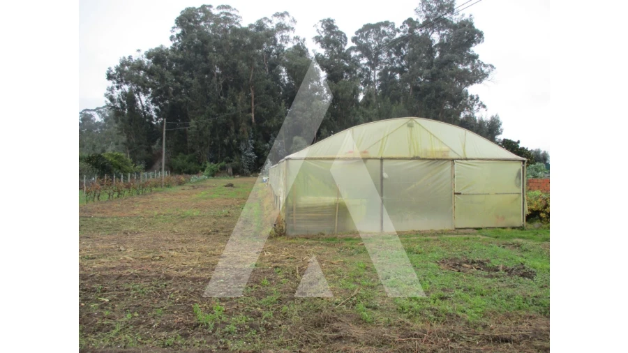 Terreno para Venda em Fermentelos Foto 1