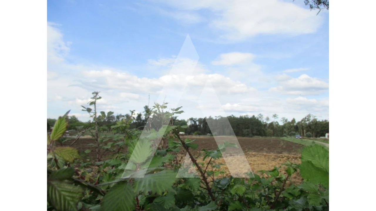 Terreno para Venda em Oiã Foto 6