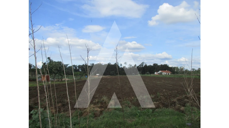 Terreno para Venda em Oiã Foto 5