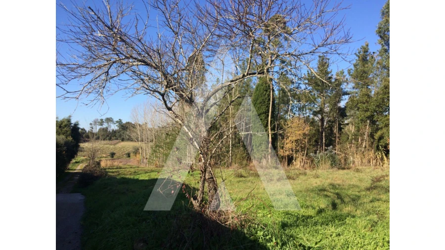 Terreno para Venda em São Lourenço do Bairro Foto 5
