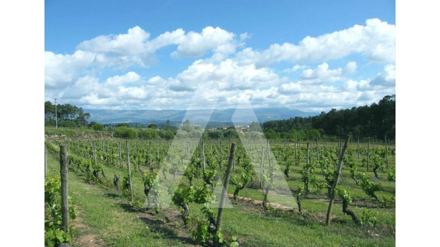 Terreno para Venda em Covões e Camarneira Foto 1