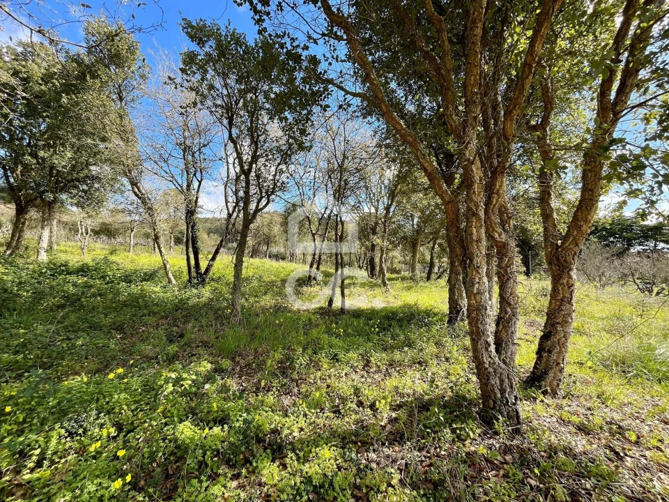 Terreno para Venda em Roliça Foto 13