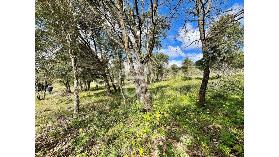 Terreno para Venda em Roliça Foto 14
