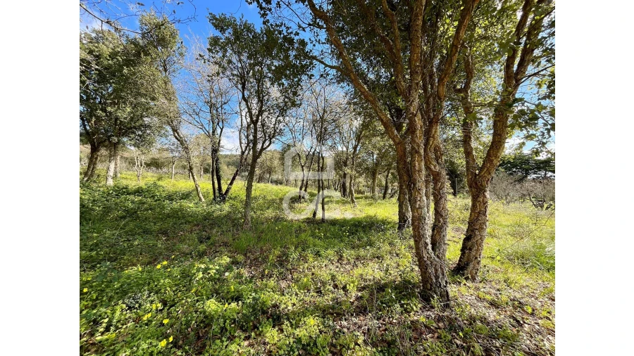 Terreno para Venda em Roliça Foto 13