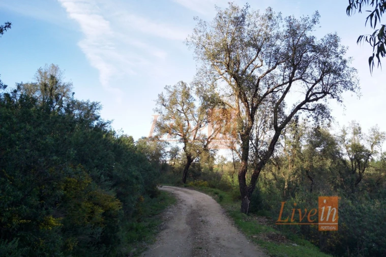 Terreno Agricola ou Rústico para Venda em Serra e Junceira Foto 4