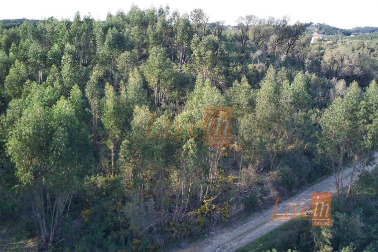 Terreno Agricola ou Rústico para Venda em Serra e Junceira Foto 5