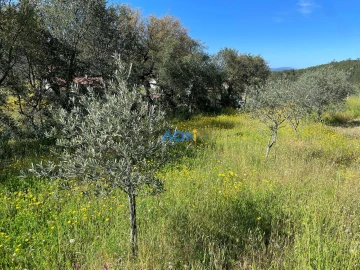 Terreno para Venda em Sarzedas