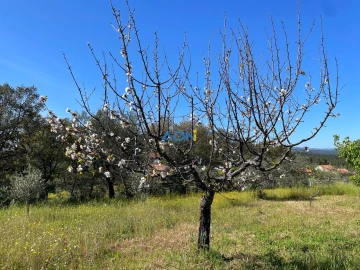Terreno para Venda em Sarzedas