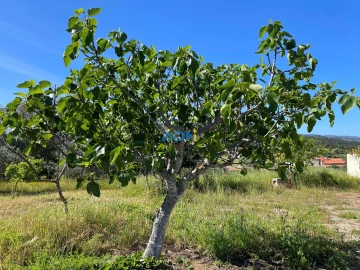 Terreno para Venda em Sarzedas