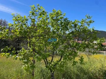 Terreno para Venda em Sarzedas