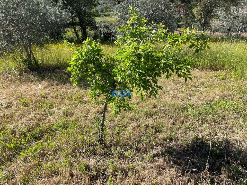 Terreno para Venda em Sarzedas Foto 19