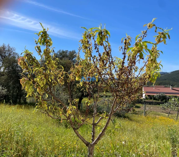 Terreno para Venda em Sarzedas Foto 26