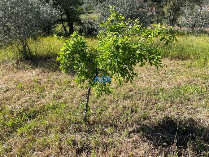 Terreno para Venda em Sarzedas Foto 19