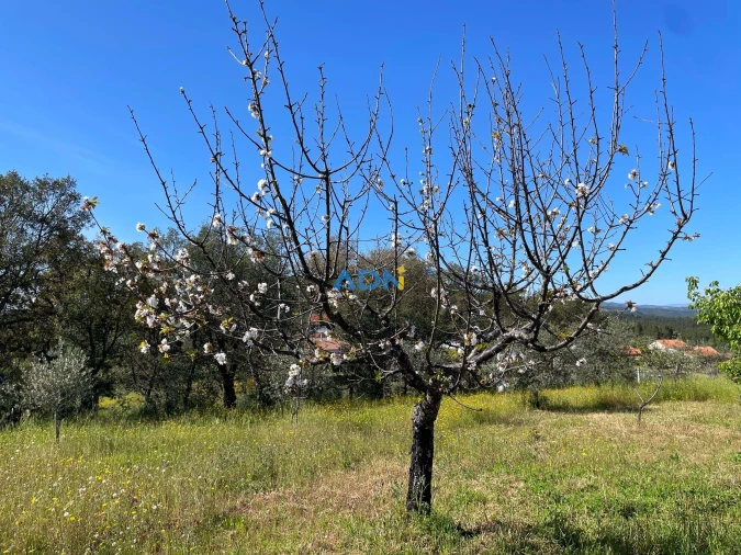 Terreno para Venda em Sarzedas Foto 15