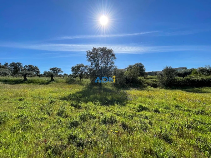 Terreno para Venda em Sarzedas Foto 27