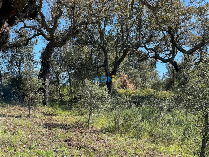 Terreno para Venda em Sarzedas Foto 7