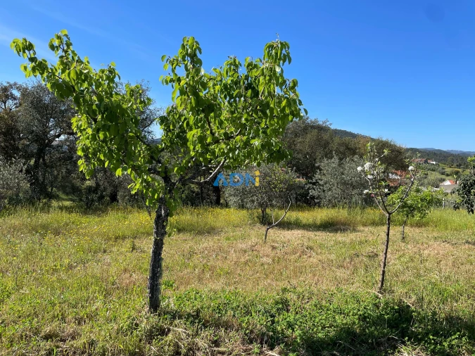 Terreno para Venda em Sarzedas Foto 16