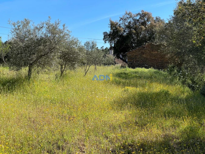 Terreno para Venda em Sarzedas Foto 5