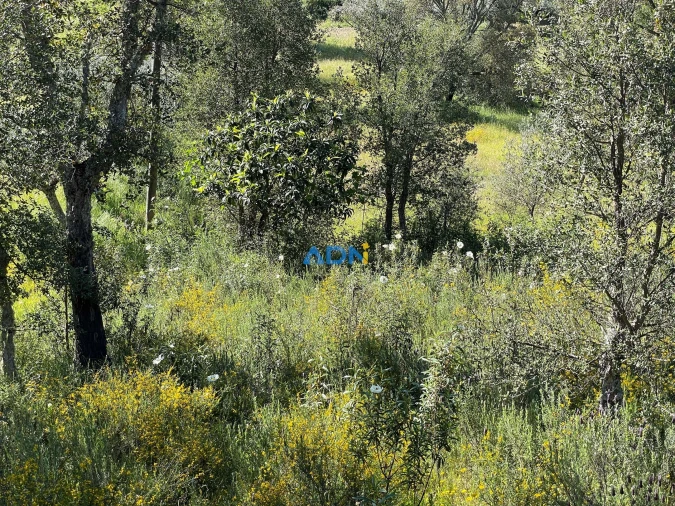 Terreno para Venda em Sarzedas Foto 8