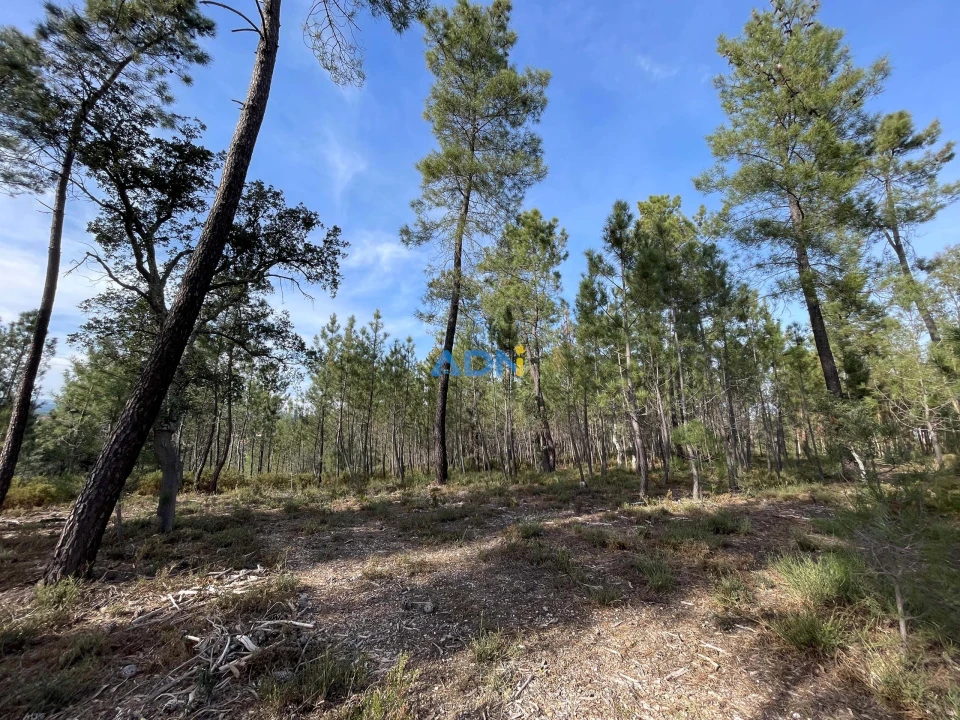 Terreno para Venda em Sarzedas Foto 26