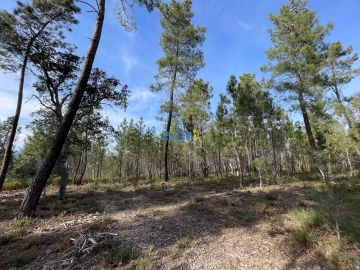 Terreno para Venda em Sarzedas