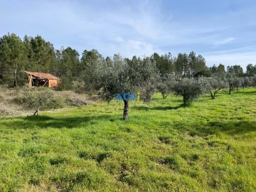 Terreno para Venda em Sarzedas