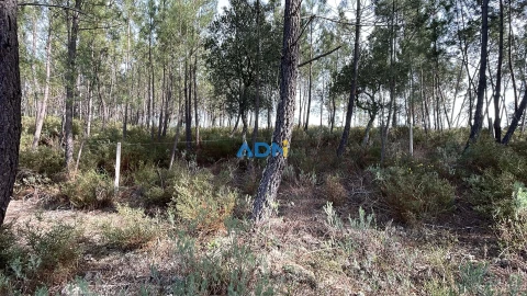 Terreno para Venda em Sarzedas