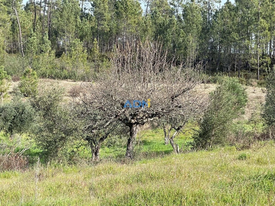 Terreno para Venda em Sarzedas Foto 7