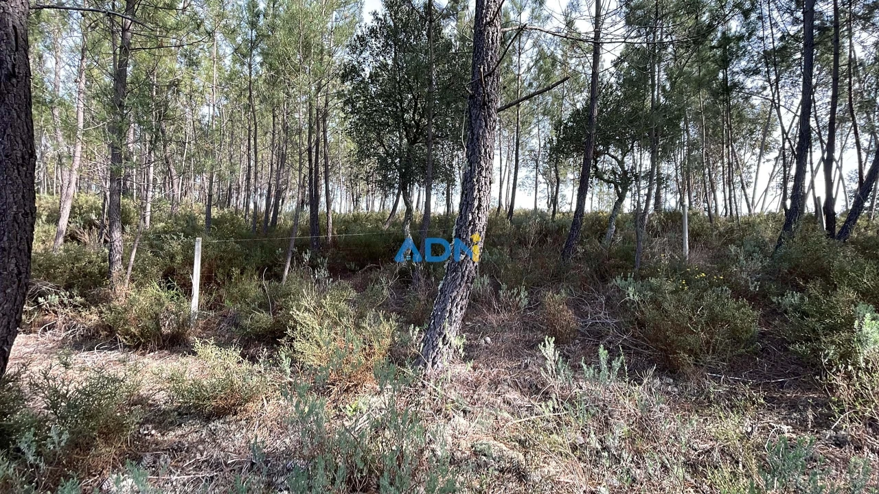 Terreno para Venda em Sarzedas Foto 22