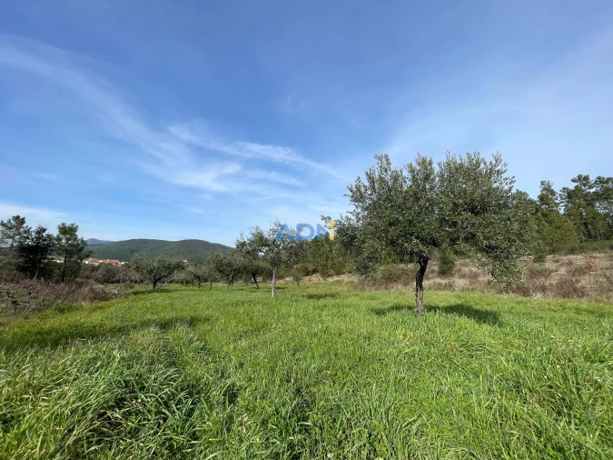 Terreno para Venda em Sarzedas Foto 12