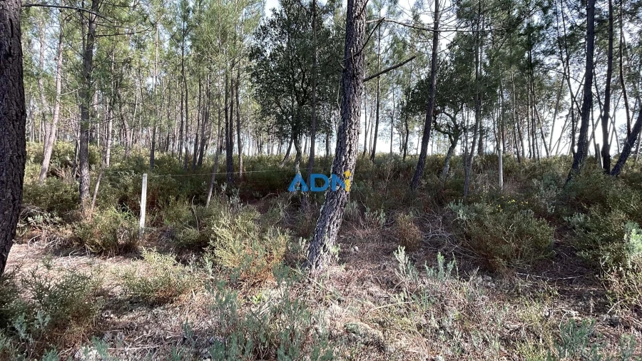 Terreno para Venda em Sarzedas Foto 22