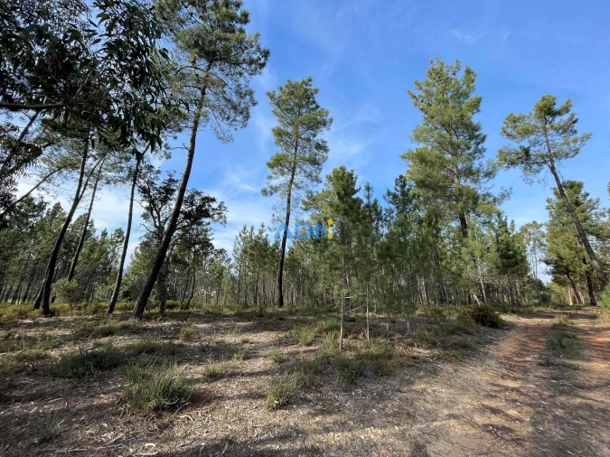Terreno para Venda em Sarzedas Foto 25