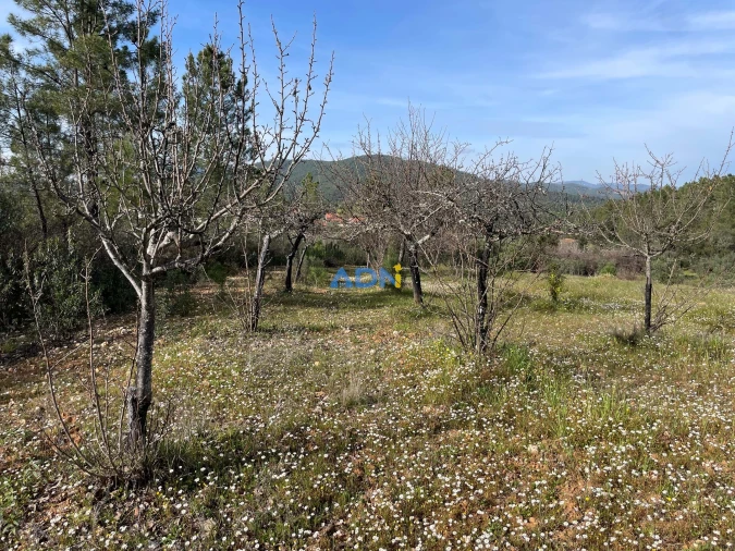 Terreno para Venda em Sarzedas Foto 8