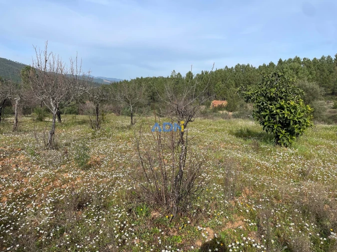 Terreno para Venda em Sarzedas Foto 4