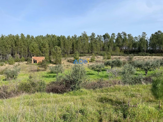Terreno para Venda em Sarzedas Foto 11