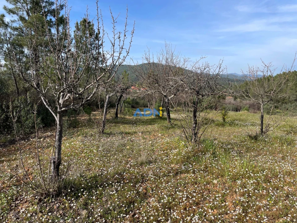 Terreno para Venda em Sarzedas Foto 8