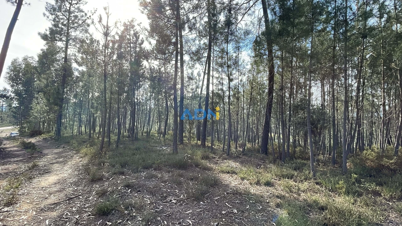 Terreno para Venda em Sarzedas Foto 27