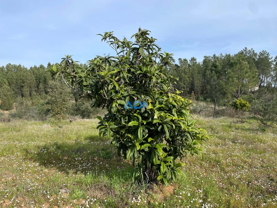 Terreno para Venda em Sarzedas Foto 5