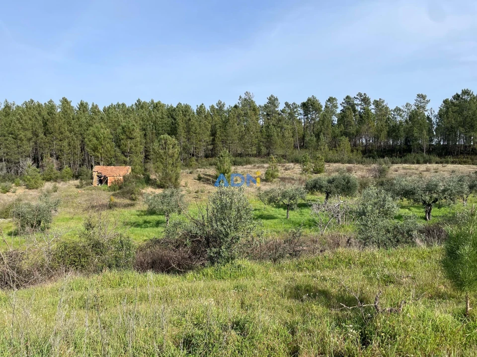 Terreno para Venda em Sarzedas Foto 11