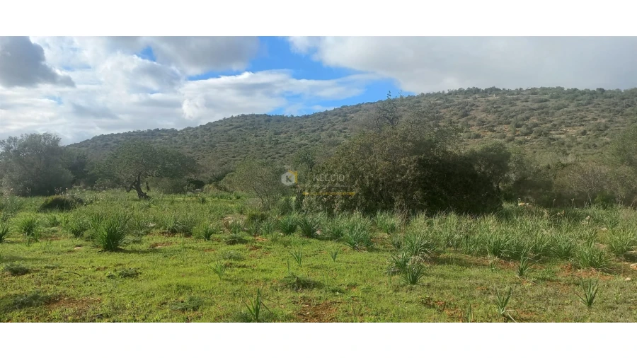 Terreno Agricola ou Rústico para Venda em Boliqueime Foto 7