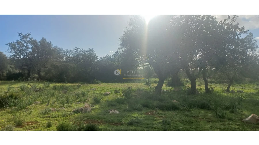 Terreno Agricola ou Rústico para Venda em Boliqueime Foto 5