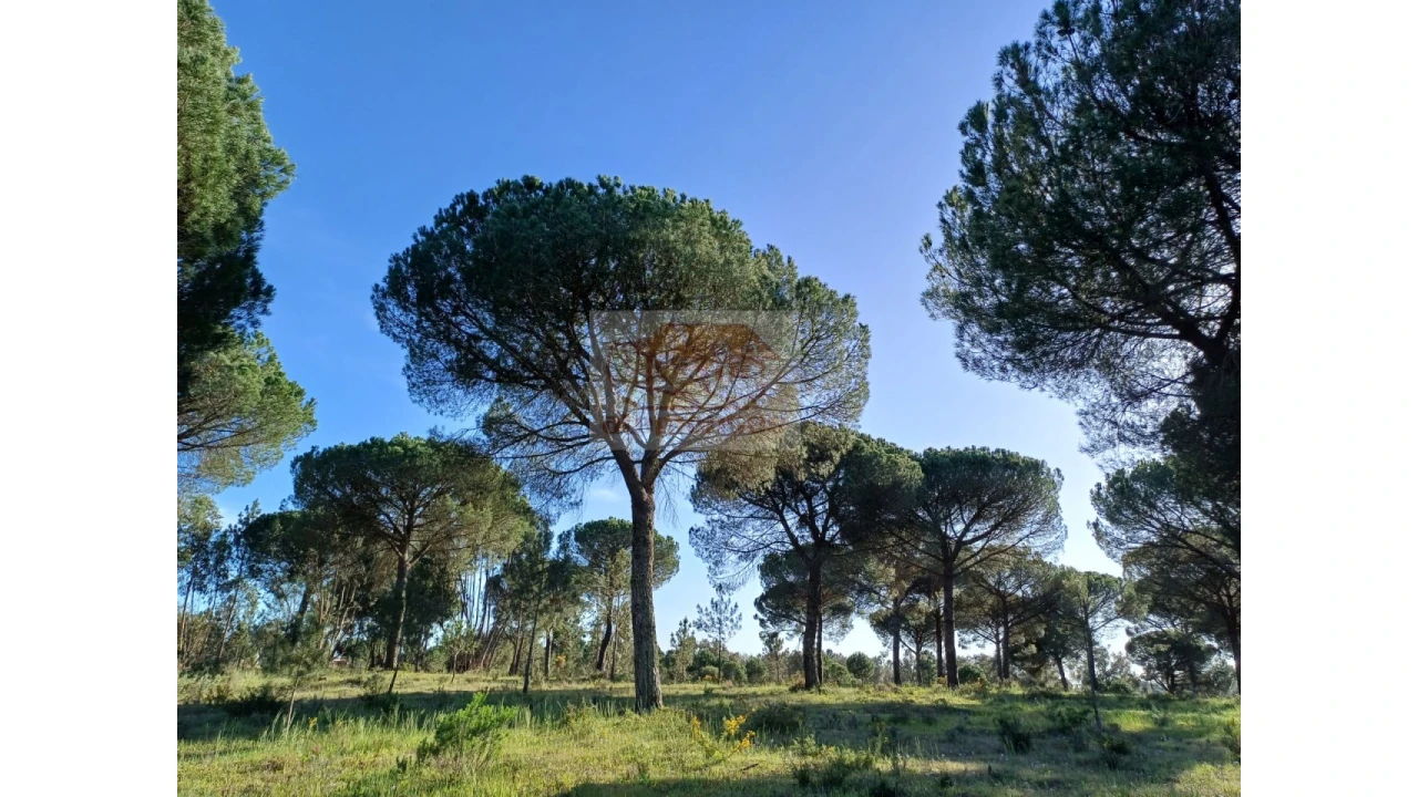 Terreno Misto para Venda em Grândola e Santa Margarida da Serra Foto 3
