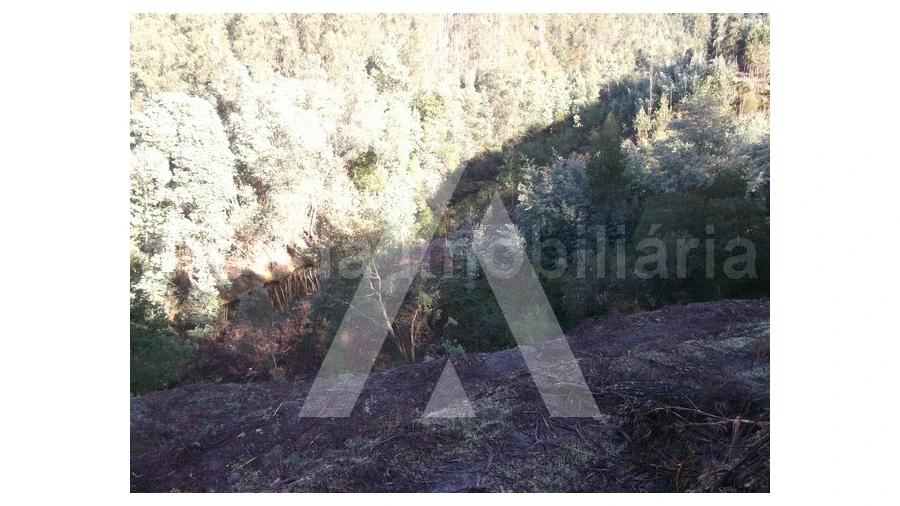 Terreno para Venda em Belazaima do Chão, Castanheira do Vouga e Agadão Foto 4