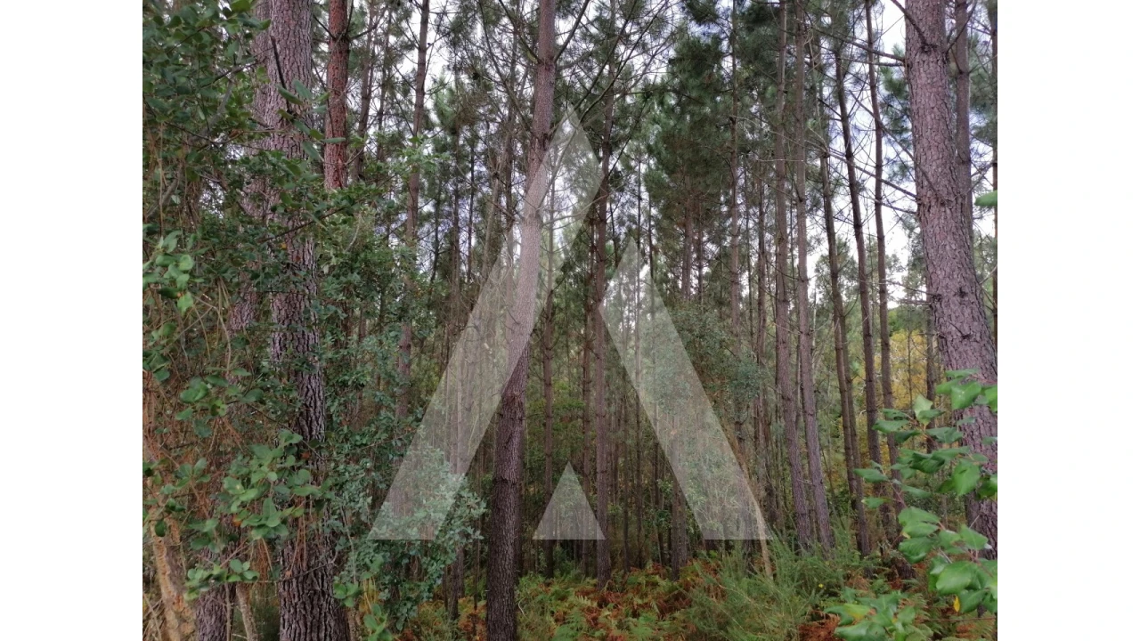 Terreno para Venda em Macinhata do Vouga Foto 4