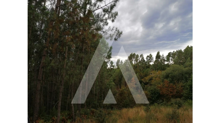 Terreno para Venda em Macinhata do Vouga Foto 1