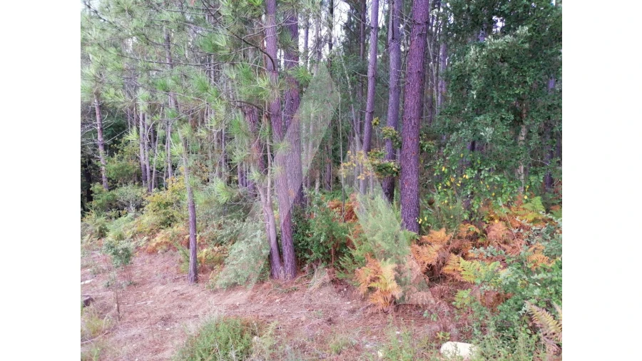 Terreno para Venda em Macinhata do Vouga Foto 2