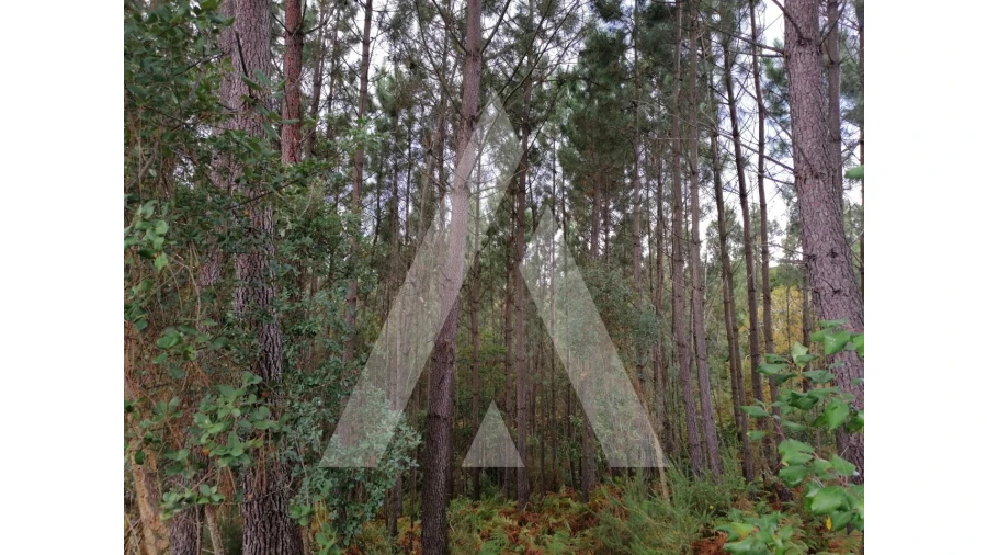 Terreno para Venda em Macinhata do Vouga Foto 4