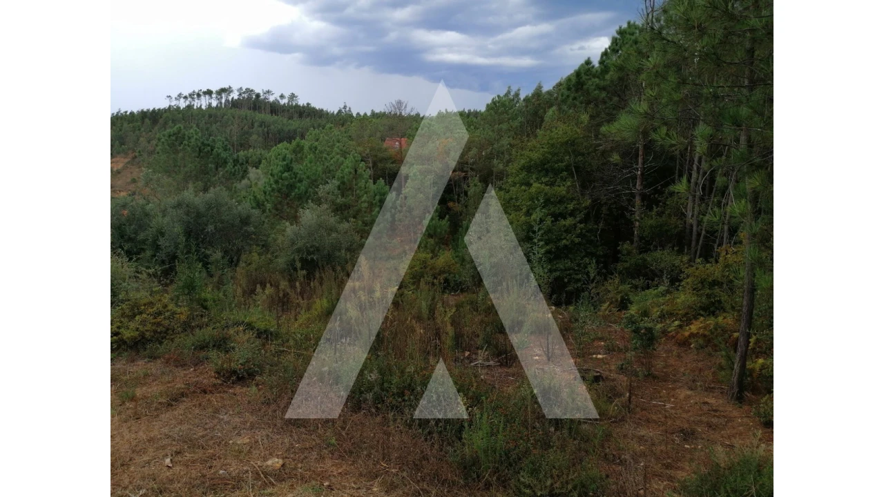 Terreno para Venda em Macinhata do Vouga Foto 2