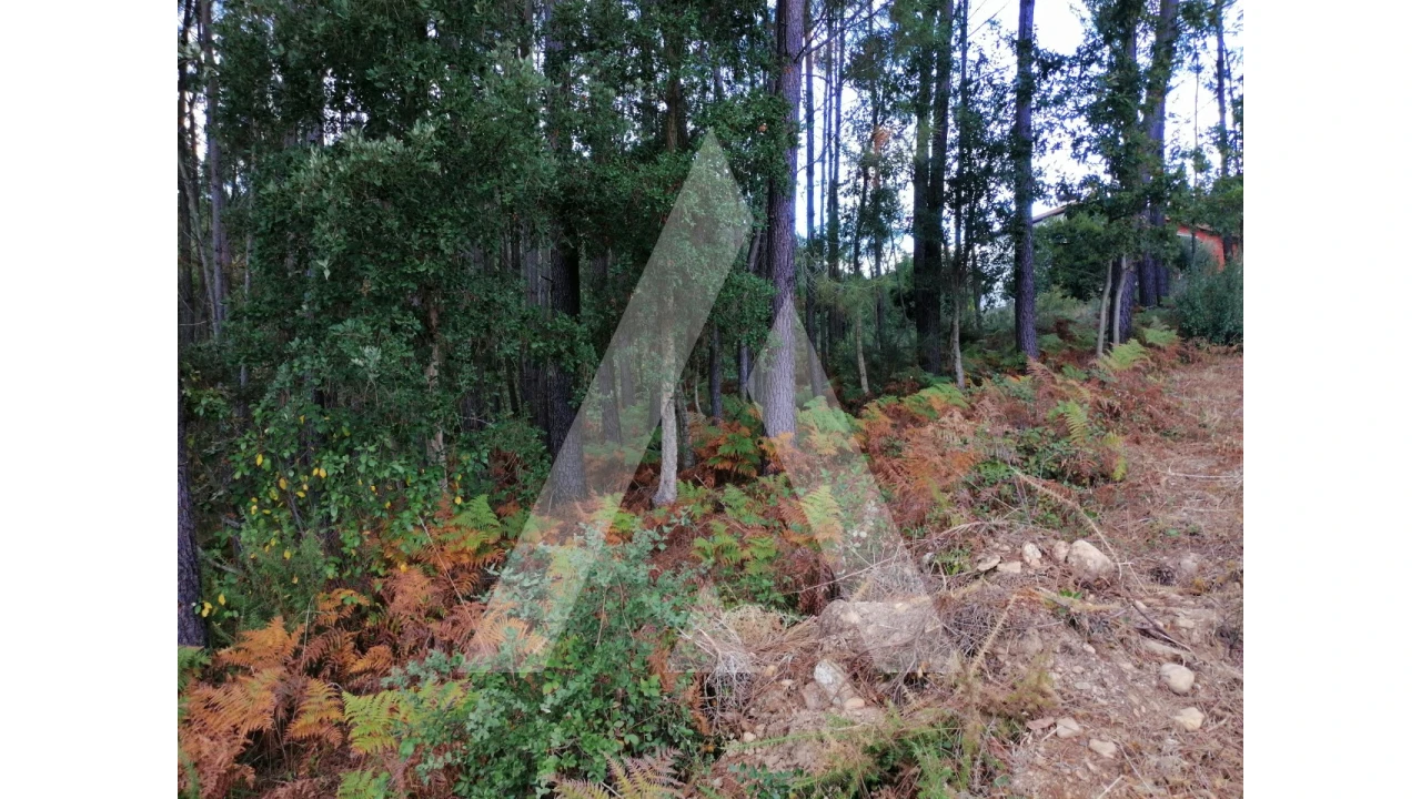 Terreno para Venda em Macinhata do Vouga Foto 3